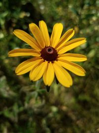 Close-up of yellow flower blooming outdoors