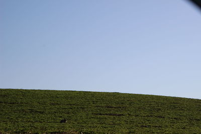 Scenic view of field against clear sky