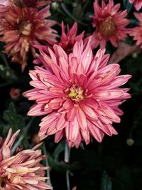 Close-up of flowers blooming outdoors