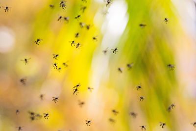 Close-up of ants on yellow flower