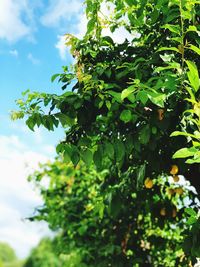 Low angle view of tree against sky
