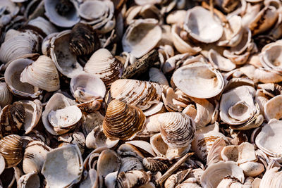 Full frame shot of seashells found at the shore of the river rhine