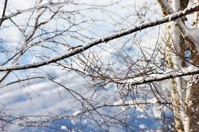 Close-up of snow on tree against sky