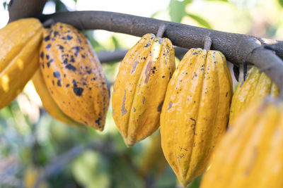 Selective focus yellow cocoa fruit the many cacao fruits on the tree are in full growth. 