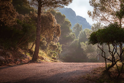 Dirt road  in the forest, at morning.