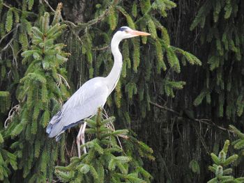 White heron perching on tree