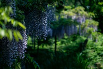 Close-up of purple flowering plant