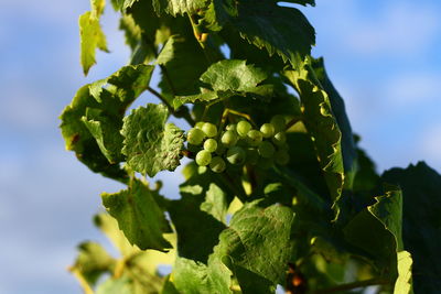 Close-up of white grapes growing on plant against sky