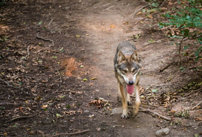 Wolf on field