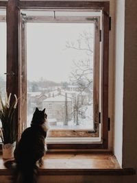 Cat sitting on window sill