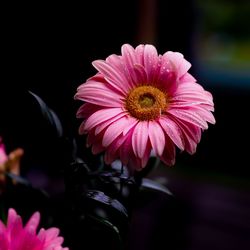 Close-up of pink flower