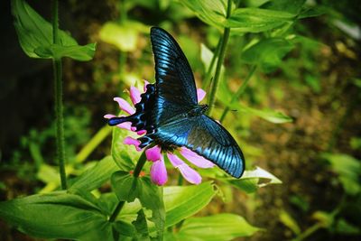 Close-up of butterfly perching on flower