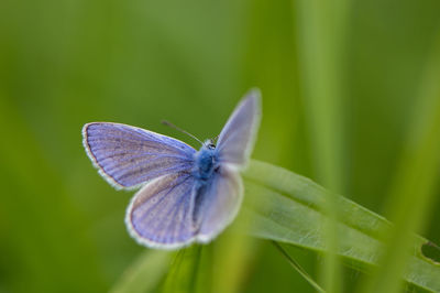 Close-up of butterfly on leaf