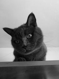 Close-up portrait of cat sitting