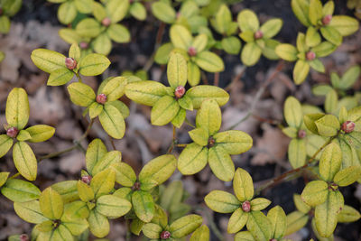 Close-up of green plant