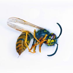 Close-up of insect on white background