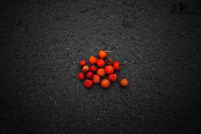 High angle view of red berries on ground