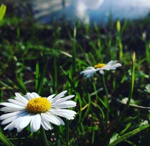 Close-up of white daisy blooming in field