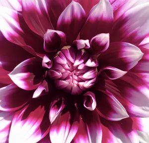 Close-up of pink dahlia