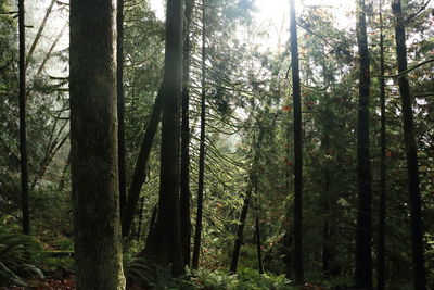 View of bamboo trees in forest