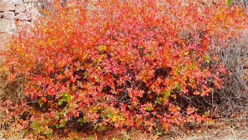 Red flowers blooming in garden