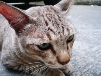 Close-up portrait of cat