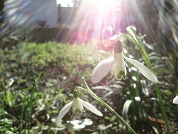 Close-up of flower growing in grass