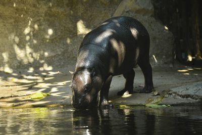 Elephant drinking water in a lake