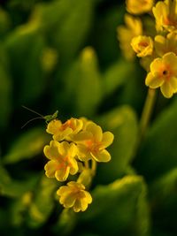 Close-up of yellow flowers