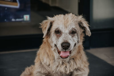 Close-up portrait of a dog at home