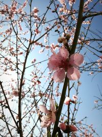 Low angle view of blooming tree against sky