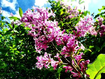 Low angle view of flowers growing on tree