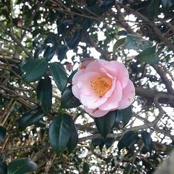 Close-up of pink flower