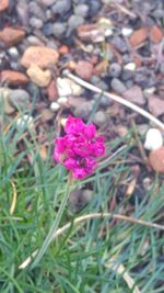 Close-up of pink flowers blooming outdoors