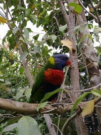 View of parrot perching on tree