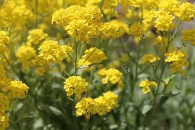 Close-up of yellow flowering plants