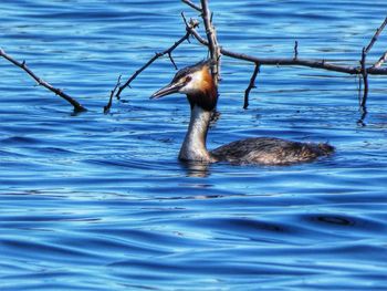 Birds swimming in lake