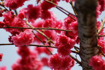 Close-up of pink flowers on tree
