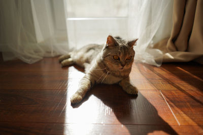 Portrait of cat sitting on floor at home
