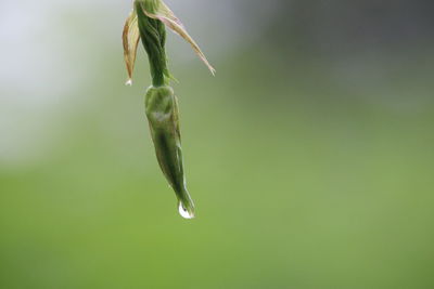 Close-up of raindrops on flower bud