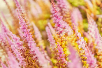 Close-up of pink flowers blooming outdoors