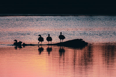Silhouette birds on lake against sky during sunset