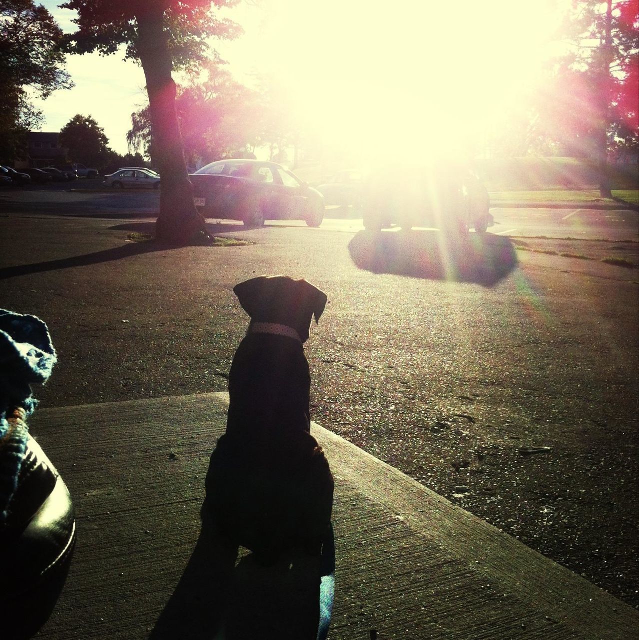 street, sunlight, sun, sunbeam, shadow, lens flare, road, asphalt, tree, transportation, sunny, car, silhouette, outdoors, road marking, day, unrecognizable person, sidewalk