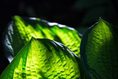 Close-up of green leaf