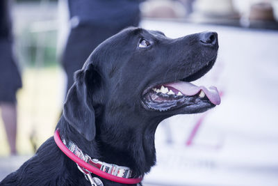 Close-up of a dog looking away