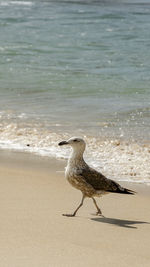 Seagull perching on beach