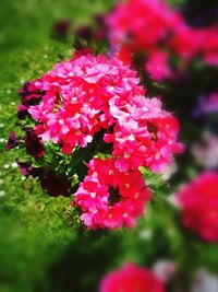 Close-up of pink flowers blooming outdoors