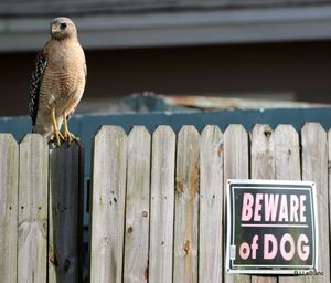 Close-up of kite perching on wooden fence