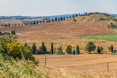 Scenic view of field against sky