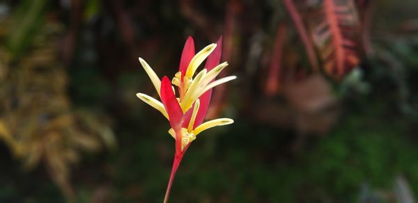 Close-up of red flowering plant